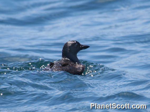 Cassin's Auklet (Ptychoramphus aleuticus)