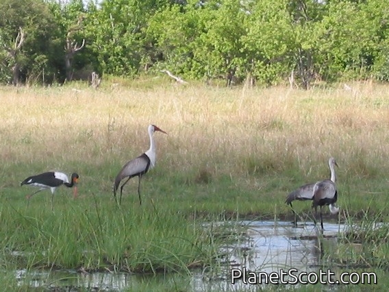Wattled Crane (Grus carunculatus)