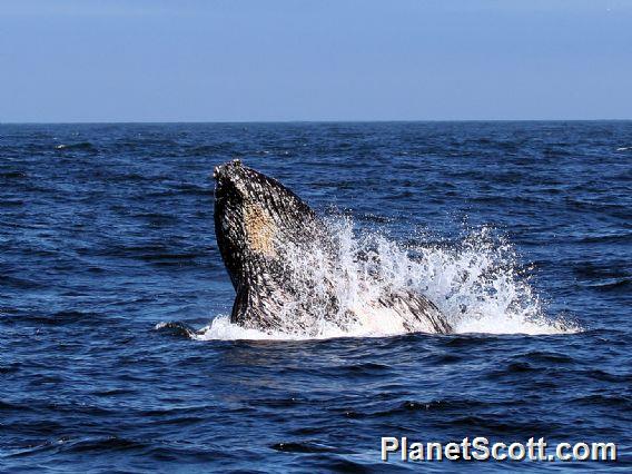 Humpback Whale (Megaptera novaeangliae)