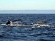 humpback whale (Megaptera novaeangliae)