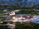 Mallard (Anas platyrhynchos) Juvenile