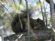 Eastern Gray Squirrel (Sciurus carolinensis) 