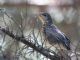 American Robin (Turdus migratorius) Juvenile