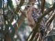 Red-shouldered Hawk (Buteo lineatus) 