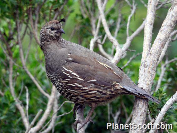 California Quail (Callipepla californica)