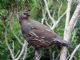 California Quail (Callipepla californica) Female