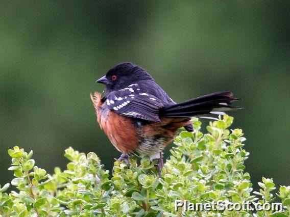 Spotted Towhee (Pipilo maculatus)