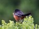 Spotted Towhee (Pipilo erythrophthalmus) 