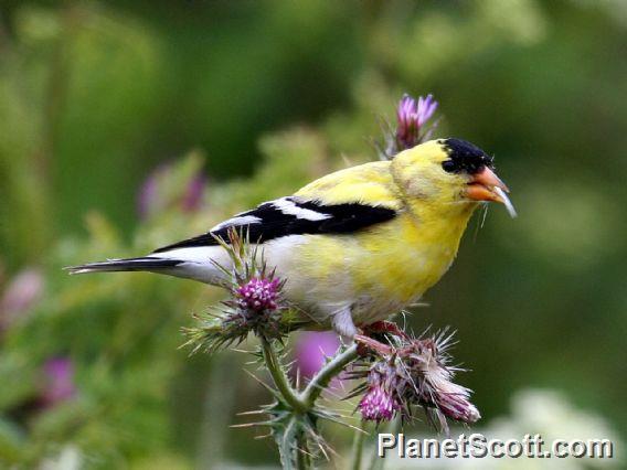 American Goldfinch (Spinus tristis)