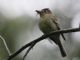 Western Flycatcher (Empidonax difficilis) 