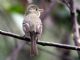 Western Flycatcher (Empidonax difficilis) 