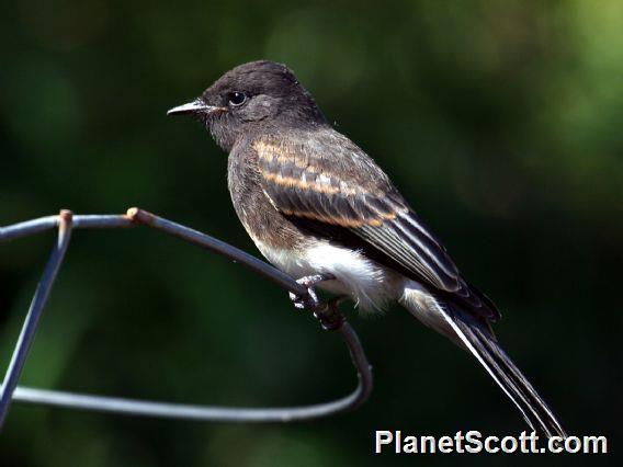 Black Phoebe (Sayornis nigricans)