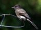 Black Phoebe (Sayornis nigricans) Juvenile