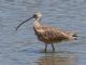 Long-billed Curlew (Numenius americanus) 