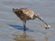 Long-billed Curlew (Numenius americanus) Feeding