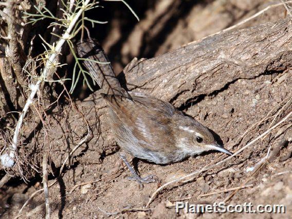 Bewick's Wren (Thryomanes bewickii)