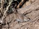 Bewicks Wren (Thryomanes bewickii) 