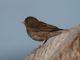 Dark-eyed Junco (Junco hyemalis) Juvenile