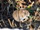 California Vole (Microtis californicus) 