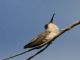 Black-chinned Hummingbird (Archilochus alexandri) Female