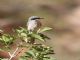 Loggerhead Shrike (Lanius ludovicianus) 