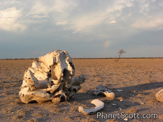 Trip Report, maps, and images for Africa: Part 3: Botswana