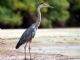 Great Blue Heron (Ardea herodias) 