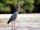 Great Blue Heron (Ardea herodias)