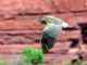 Black-crowned Night-Heron (Nycticorax nycticorax) In Flight