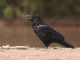 Common Raven (Corvus corax) 