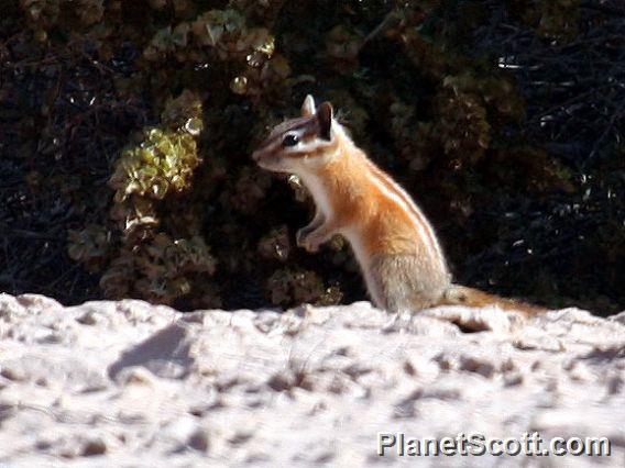 Hopi Chipmunk (Neotamias rufus)