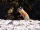 Hopi Chipmunk (Tamias rufus) 