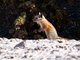 Hopi Chipmunk (Tamias rufus)