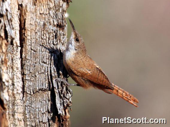 Canyon Wren (Catherpes mexicanus)