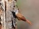 Canyon Wren (Catherpes mexicanus) 