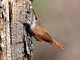 Canyon Wren (Catherpes mexicanus)