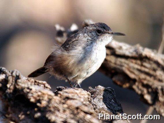 Rock Wren (Salpinctes obsoletus)