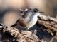 Rock Wren (Salpinctes obsoletus) 