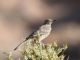 Sage Thrasher (Oreoscoptes montanus) 