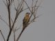 Black-headed Grosbeak (Pheucticus melanocephalus) 