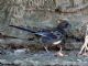 Spotted Towhee (Pipilo erythrophthalmus) Juvenile