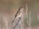 Brewers Sparrow (Spizella breweri) 