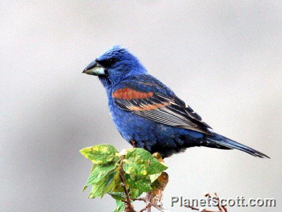 Blue Grosbeak (Passerina caerulea)