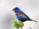 Blue Grosbeak (Guiraca caerulea) Male