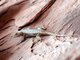 Plateau Fence Lizard (Sceloporus tristichus)