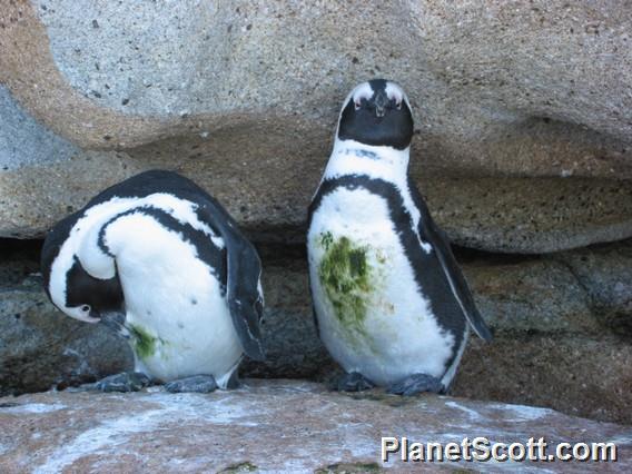 African Penguin (Spheniscus demersus)