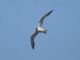 Forsters Tern (Sterna forsteri) Non-breeding