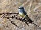 Western Kingbird (Tyrannus verticalis) 