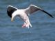 Western Gull (Larus occidentalis) In Flight