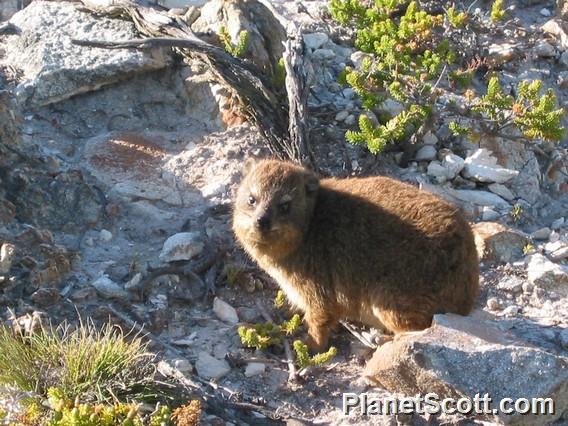 Rock Hyrax (Procavia capensis)